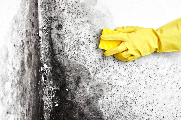 Best Certified Mold Removal  in Lexington, MN