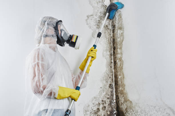 Best Toxic Mold Removal  in Lexington, MN