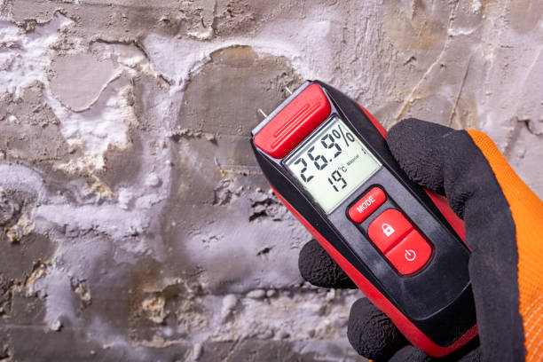 Best Mold Cleaning Services  in Lexington, MN
