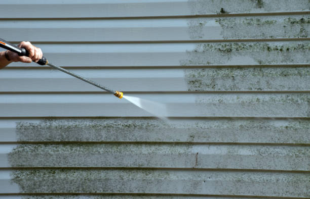 Best Mold Damage Repair  in Lexington, MN