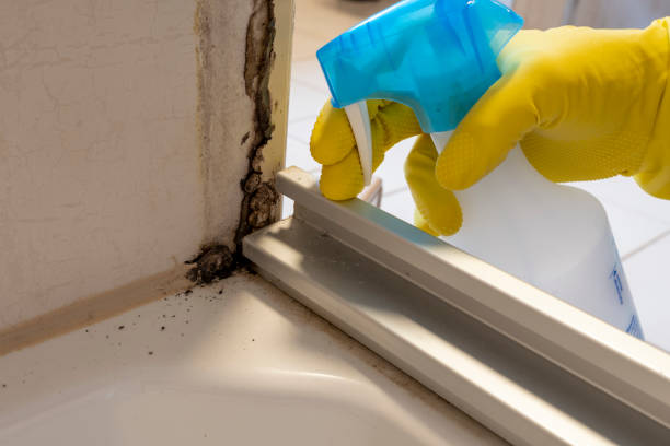 Best Professional Mold Removal  in Lexington, MN