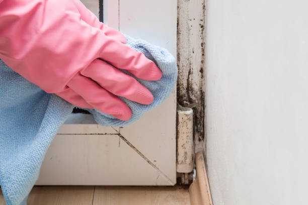 Best Local Mold Removal Service  in Lexington, MN